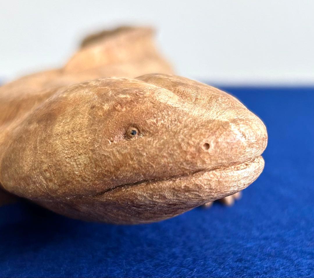 田中鱗水 メープル瘤材彫オオサンショウウオ 26cm 125.52g 神代杉台付