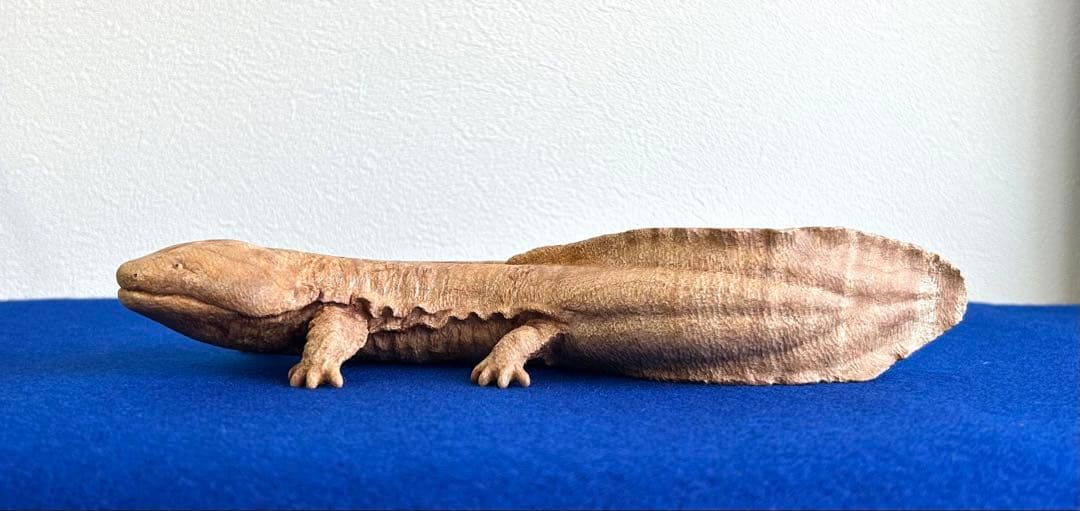 田中鱗水 メープル瘤材彫オオサンショウウオ 26cm 125.52g 神代杉台付