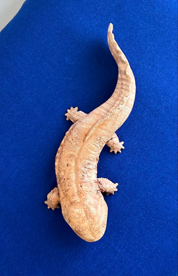 田中鱗水 メープル瘤材彫オオサンショウウオ 26cm 125.52g 神代杉台付