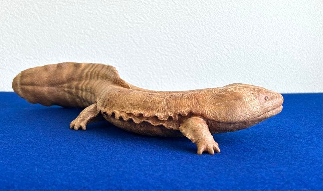 田中鱗水 メープル瘤材彫オオサンショウウオ 26cm 125.52g 神代杉台付