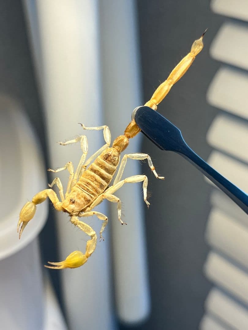 【標本】バーグサンドスイマースコーピオン