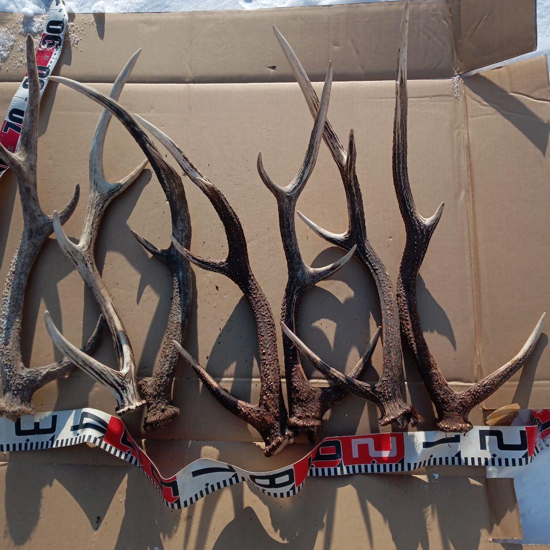 ク*ト様 天然蝦夷鹿の角 　犬のおもちゃ　 工芸品などにどうぞ　１１番