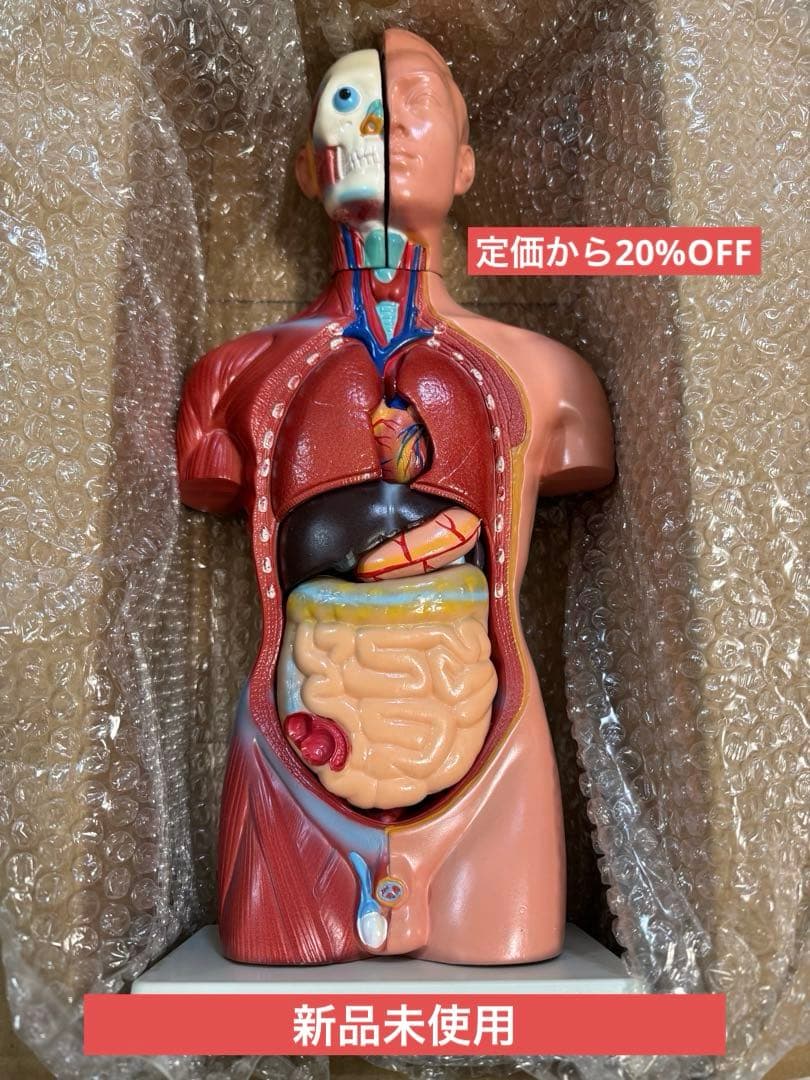 【新品未使用品】人体模型 臓器 筋肉 男性 約44cm