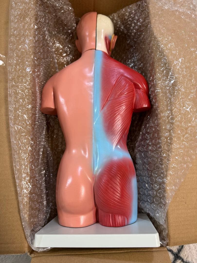 【新品未使用品】人体模型 臓器 筋肉 男性 約44cm