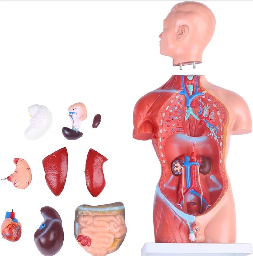 【新品未使用品】人体模型 臓器 筋肉 男性 約44cm