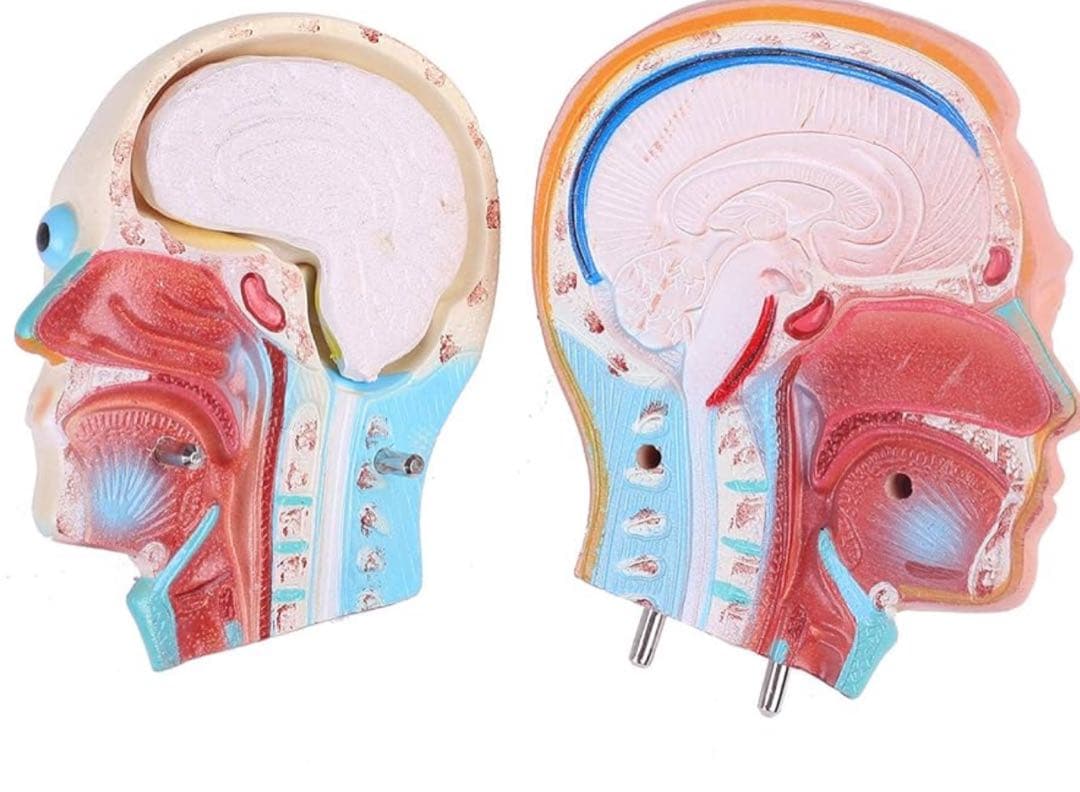 【新品未使用品】人体模型 臓器 筋肉 男性 約44cm