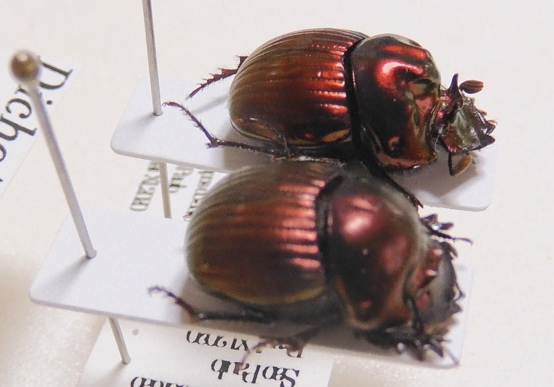 ブラジル産 スペシオーサダイコクコガネ 13-15mm