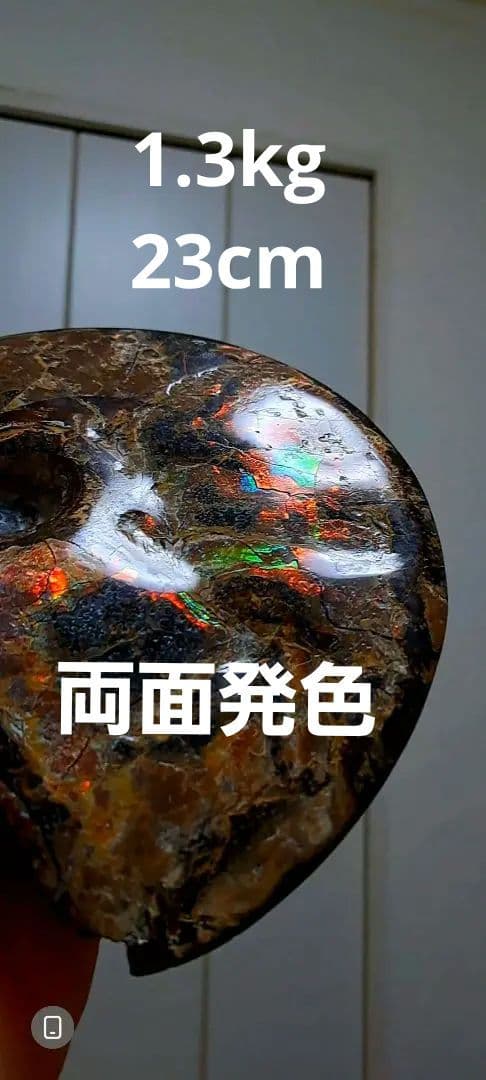 アンモライト　カナダアルバータ　化石　完全体　両面虹色　７色