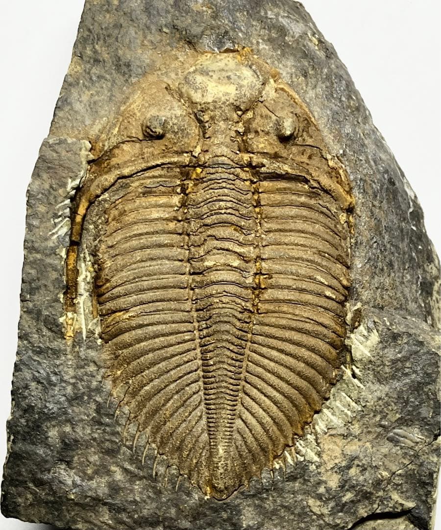 三葉虫　化石　Coronocephalus