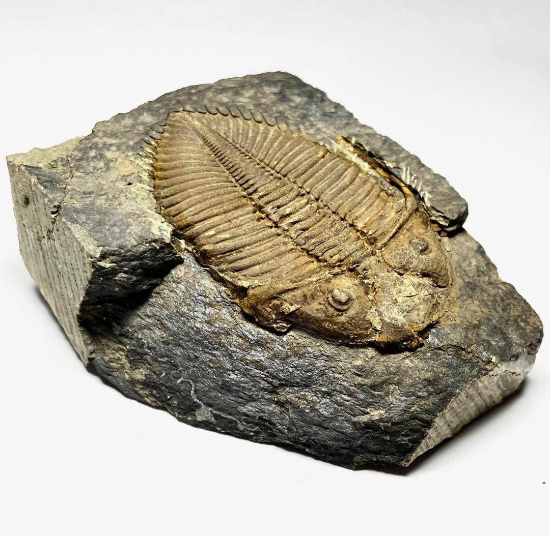 三葉虫　化石　Coronocephalus