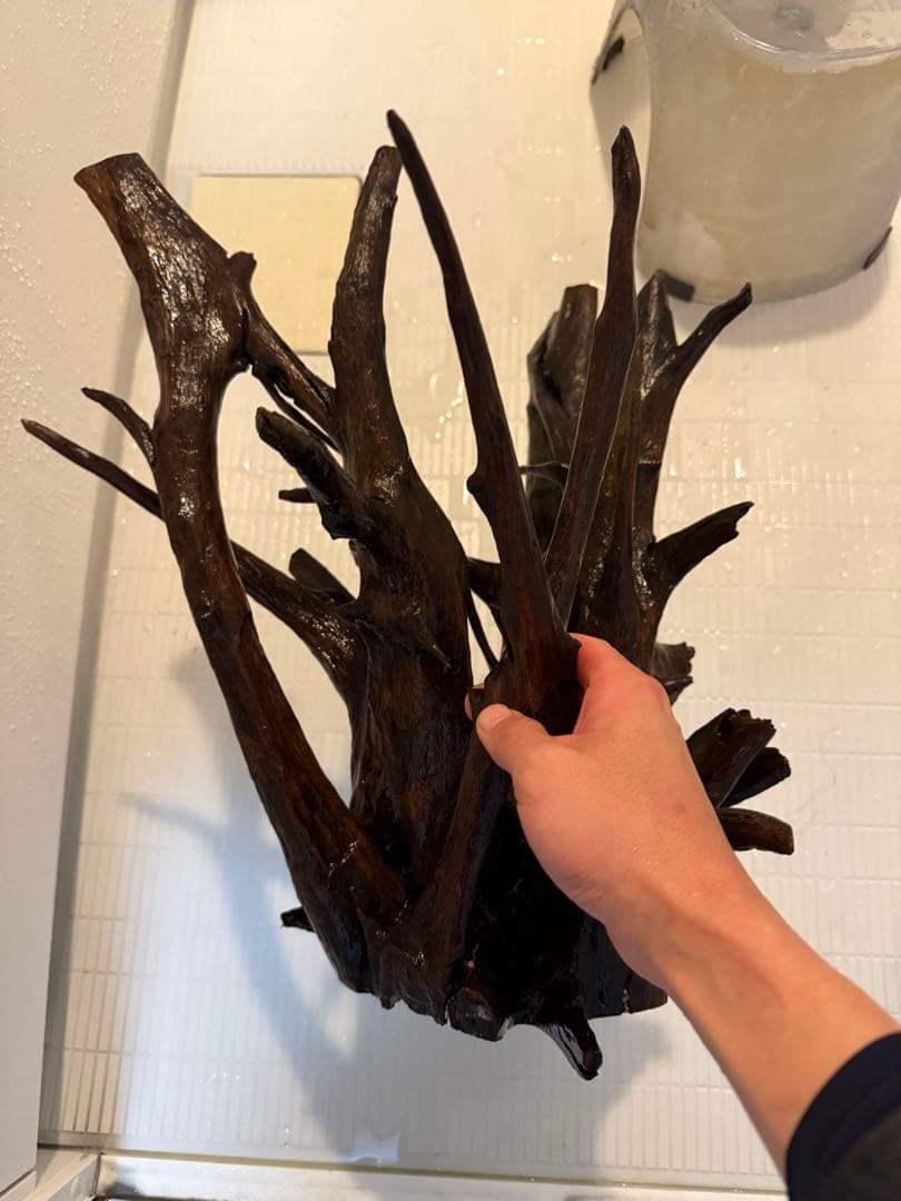 ADA ホーンウッド　2本セット　特大　送料無料