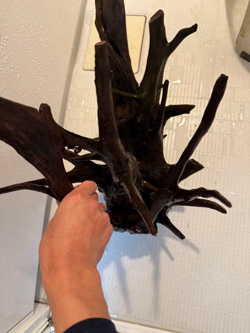 ADA ホーンウッド　2本セット　特大　送料無料