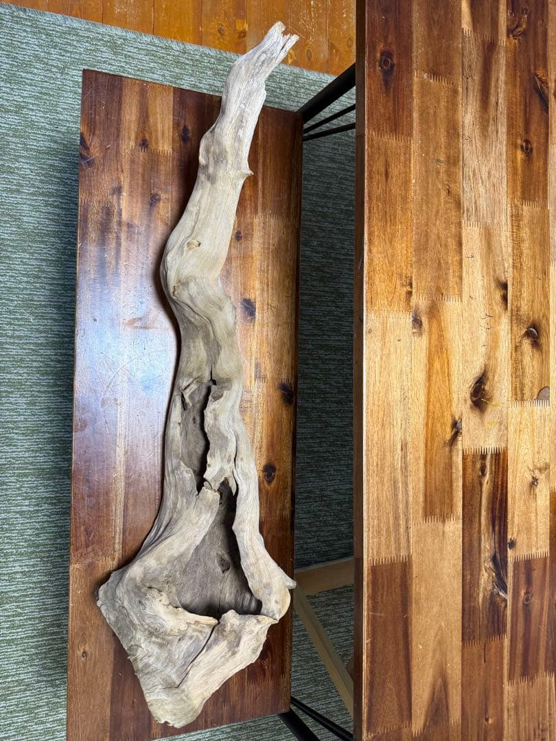 ADA ホーンウッド　2本セット　特大　送料無料