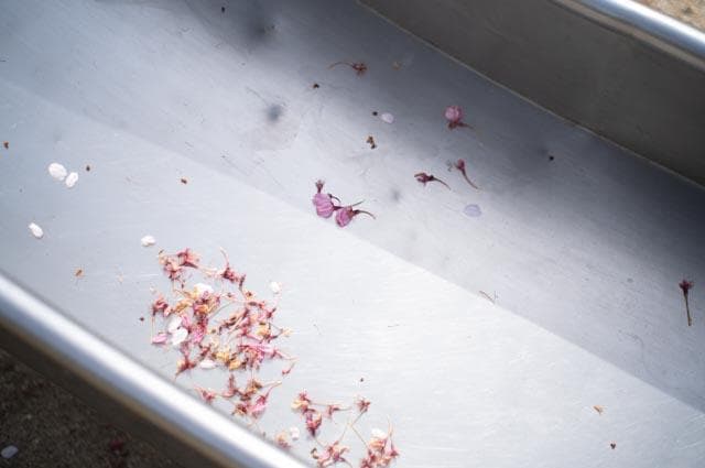 【オールドレンズ】smc takumar 55mm f1.8