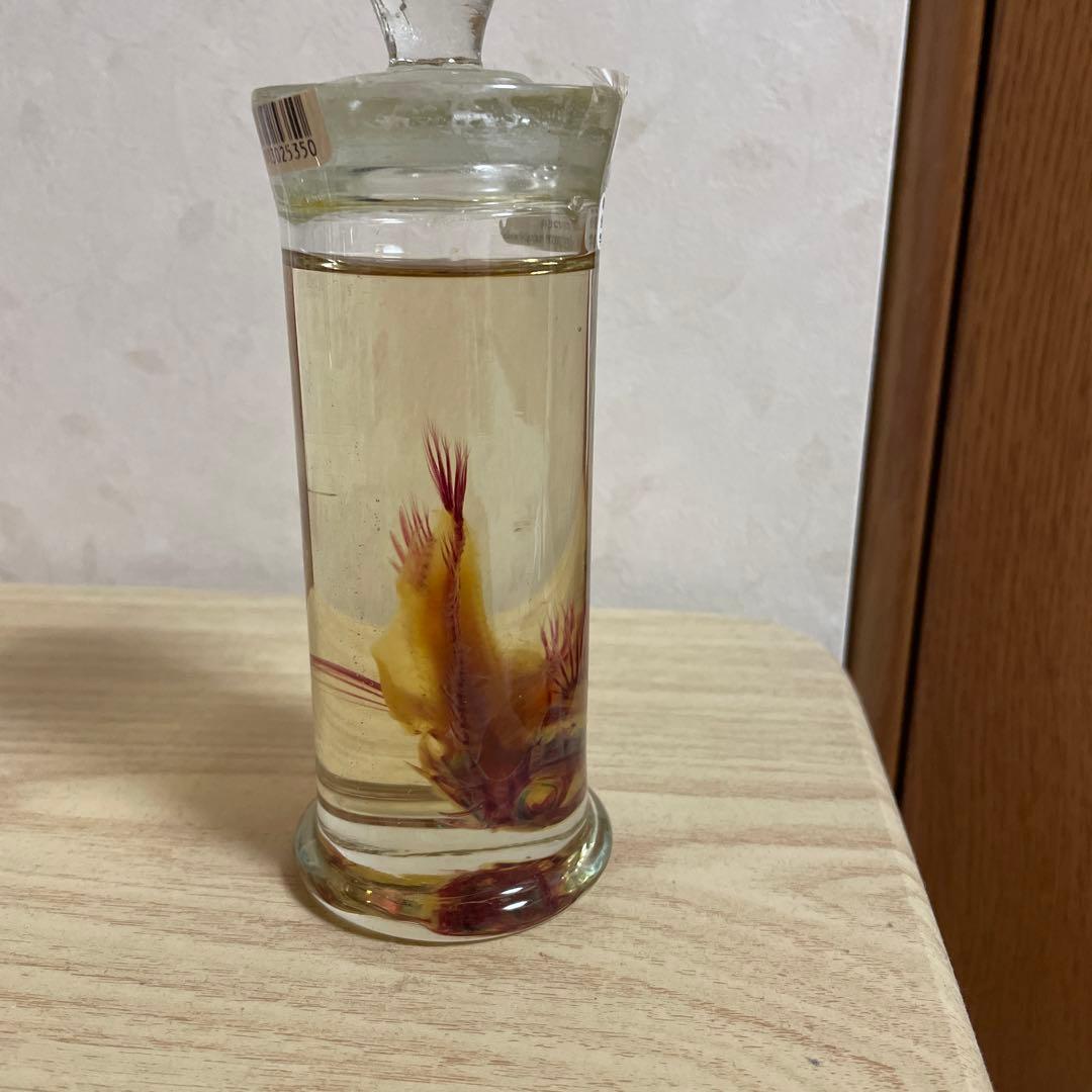 ハオコゼ　標本　化石　透明標本