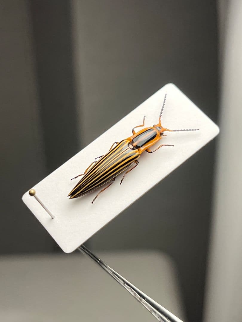 【22mm】フェラーリコメツキムシ に酷似 アングラトゥスミカドコメツキムシ標本