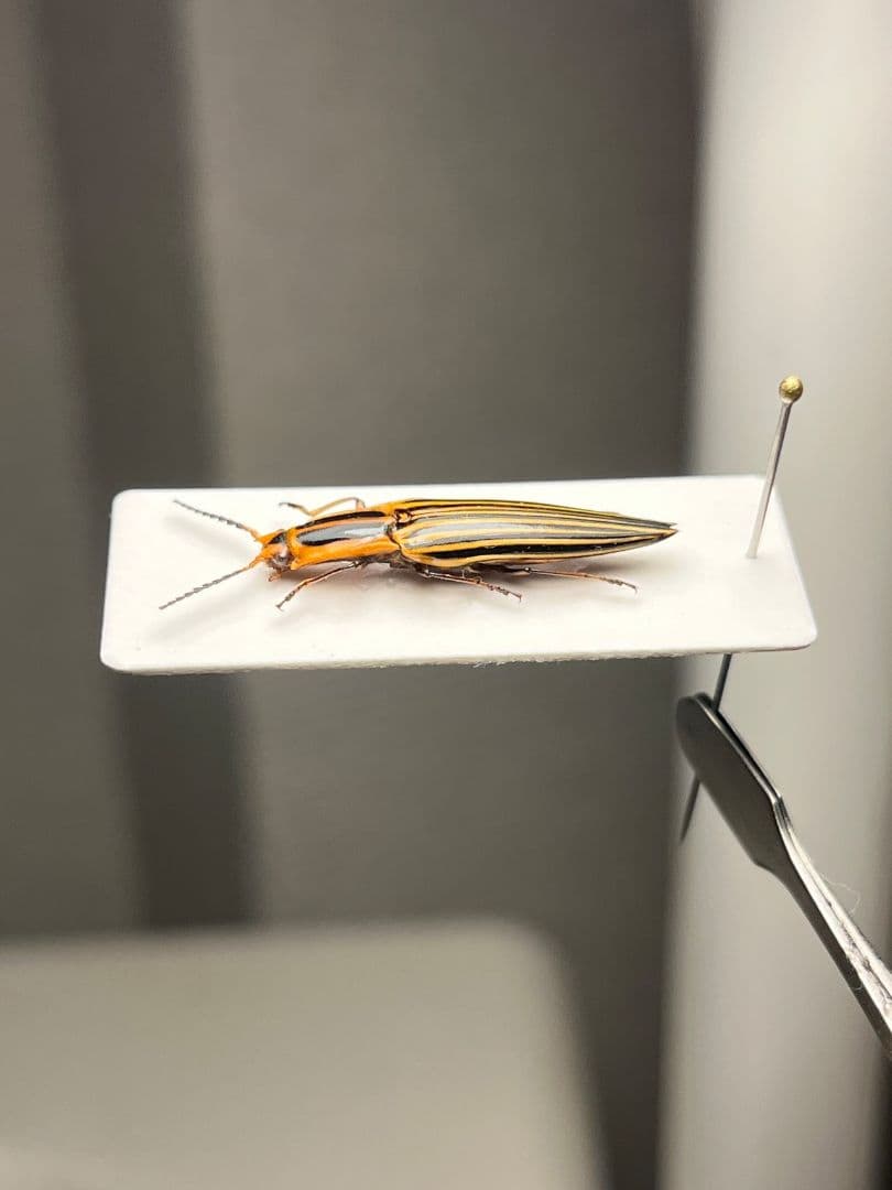 【22mm】フェラーリコメツキムシ に酷似 アングラトゥスミカドコメツキムシ標本