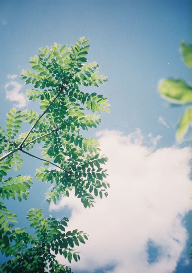 【動作確認・整備・清掃済み＊試写あり】リコーオートハーフE