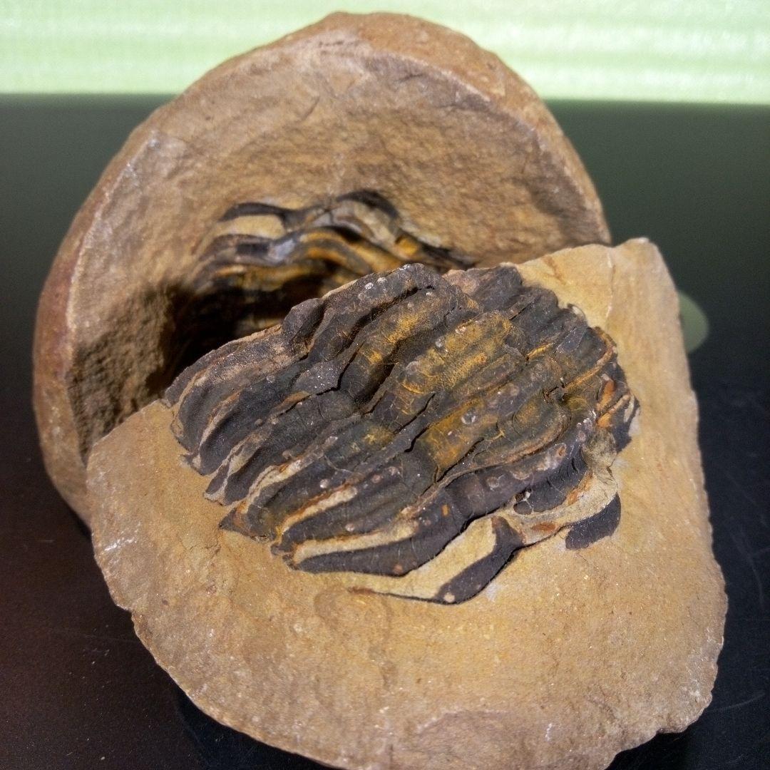 三葉虫　化石　fossil　ボリビア産　trilobite　ノジュール管理①