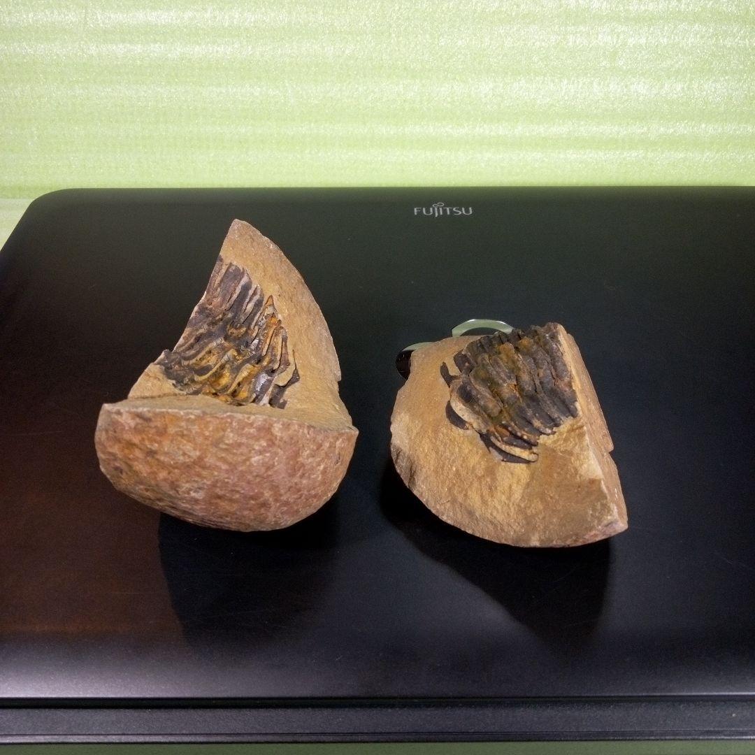 三葉虫　化石　fossil　ボリビア産　trilobite　ノジュール管理①