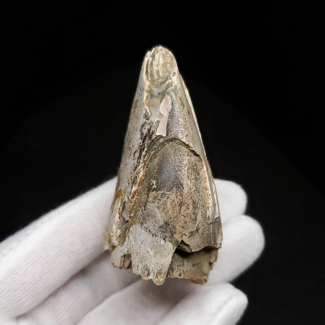 貴重 ラザナンドロンゴベ 歯 化石 マダガスカル産 62.87mm fr106