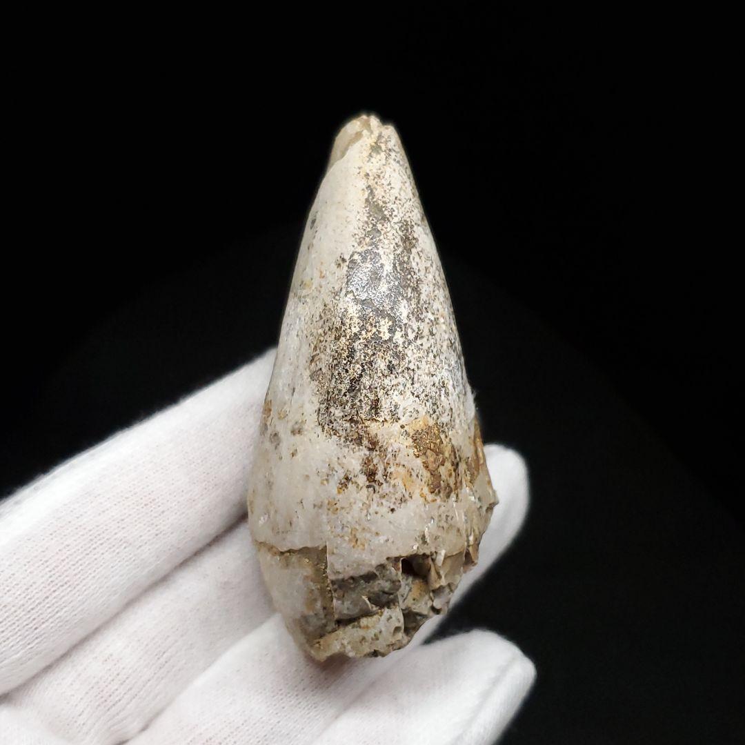 貴重 ラザナンドロンゴベ 歯 化石 マダガスカル産 62.87mm fr106