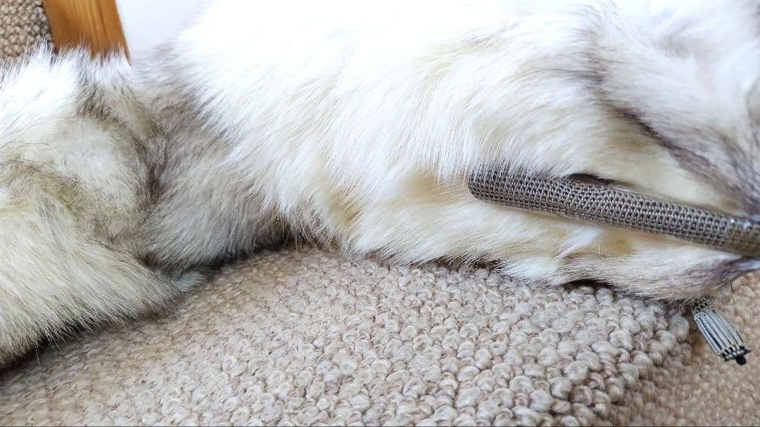 ブルーフォックス 襟巻き