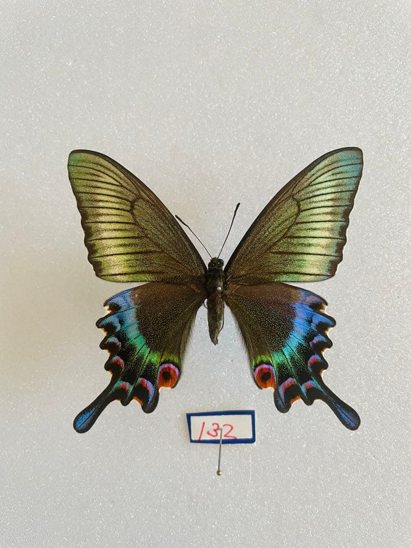 【異常型】ミヤマカラスアゲハ（1メス、北海道産）