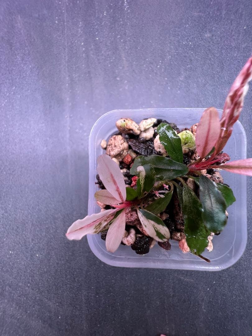 水草 Bucephalandra sp. Variegata Pink
