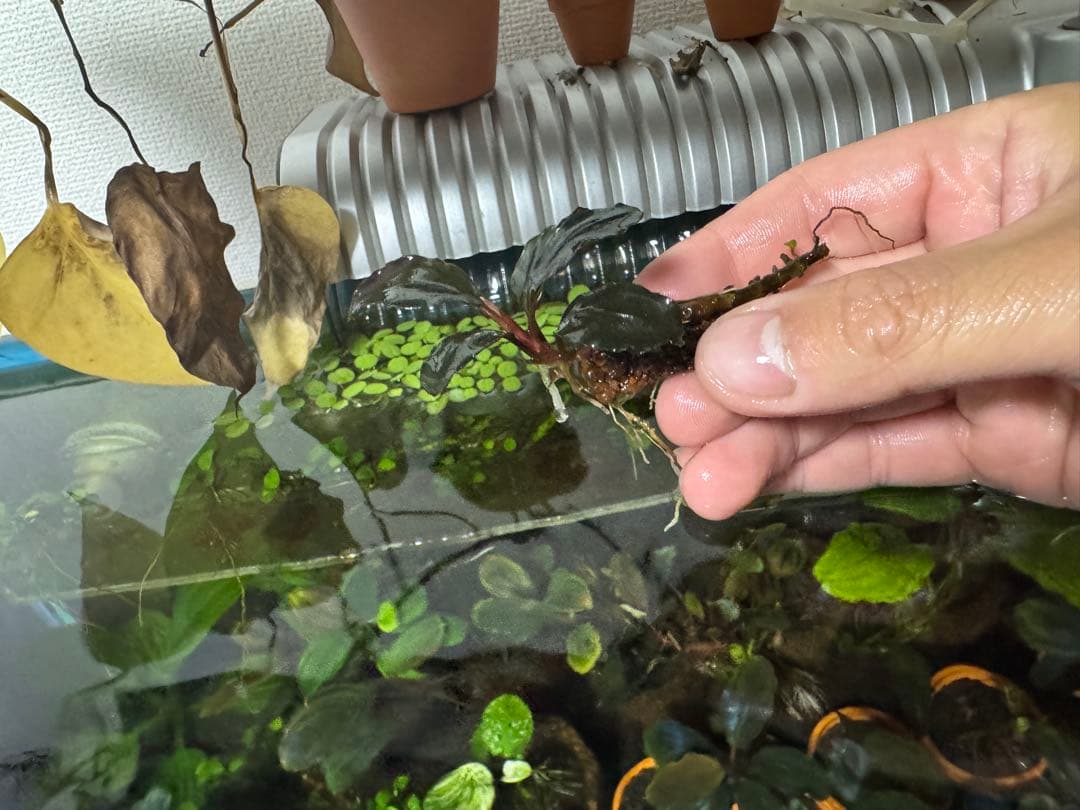 ブセファランドラ sp. ファンタスティックパープル　完全水中葉　子株あり