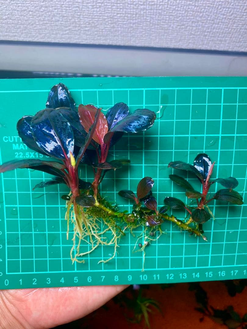 Bucephalandra sp. Moonlight 大群生株