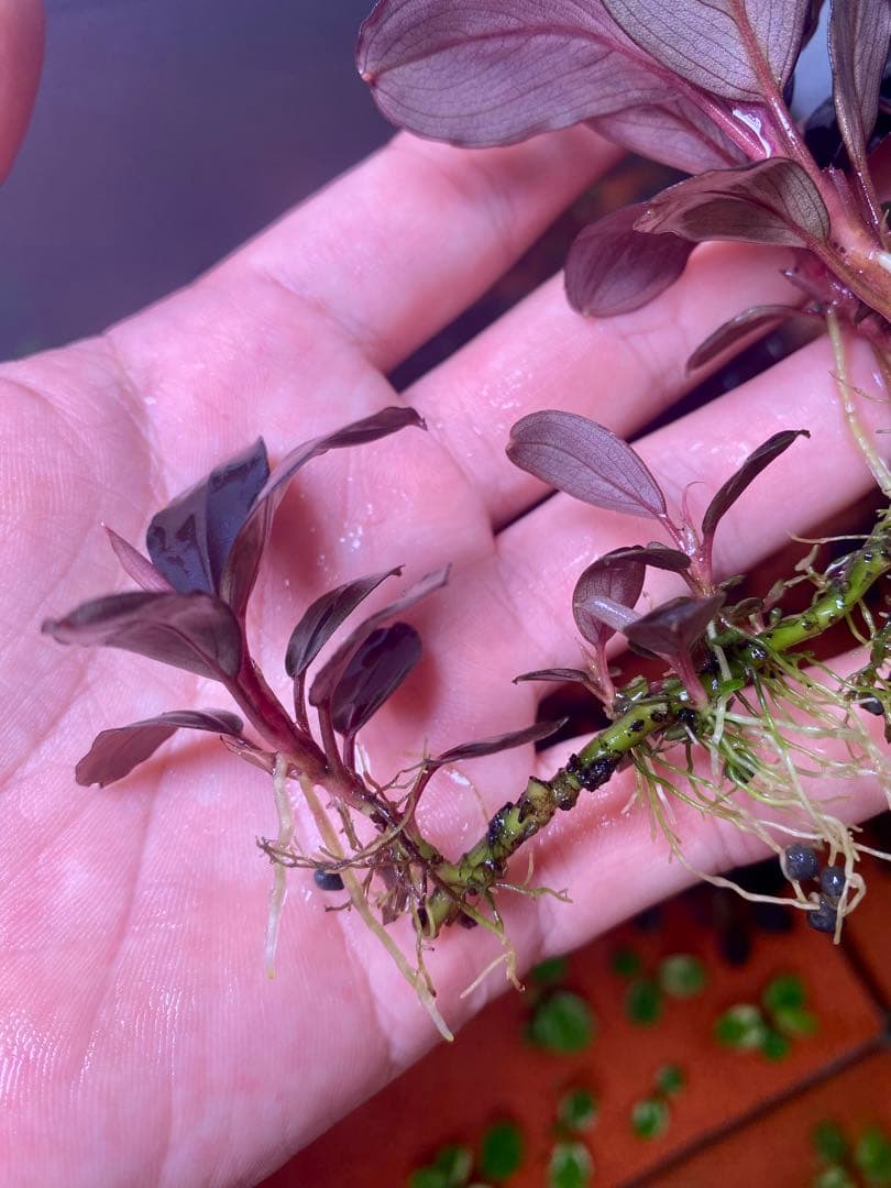 Bucephalandra sp. Moonlight 大群生株