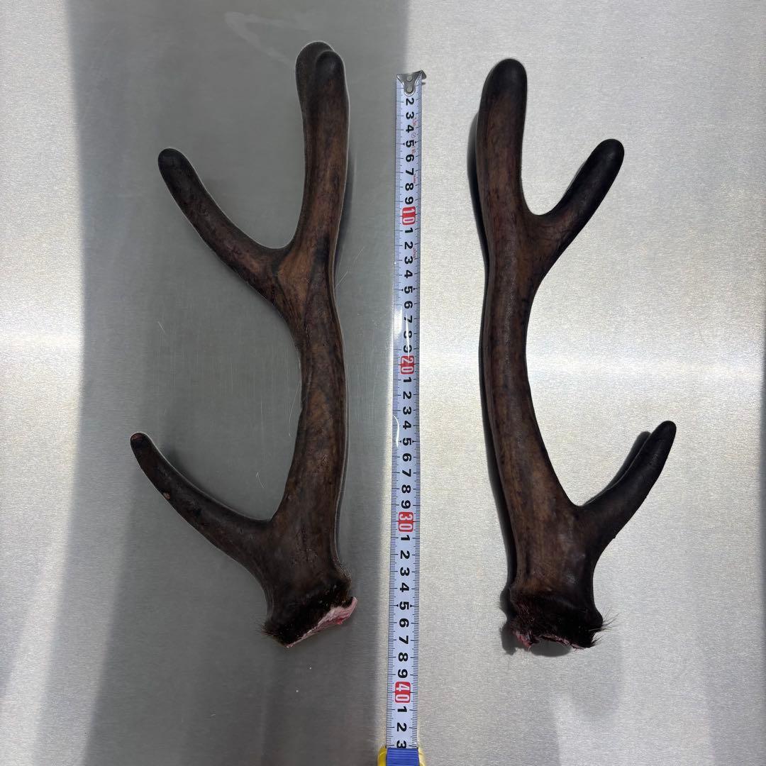 鹿の袋角　鹿児島産