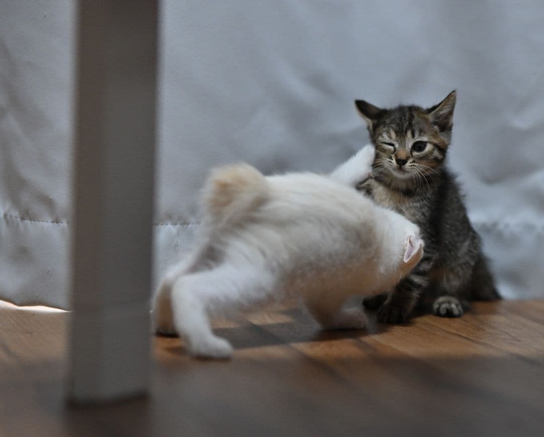 VILTROX AF 85mm F1.8 Zマウント 単焦点レンズ