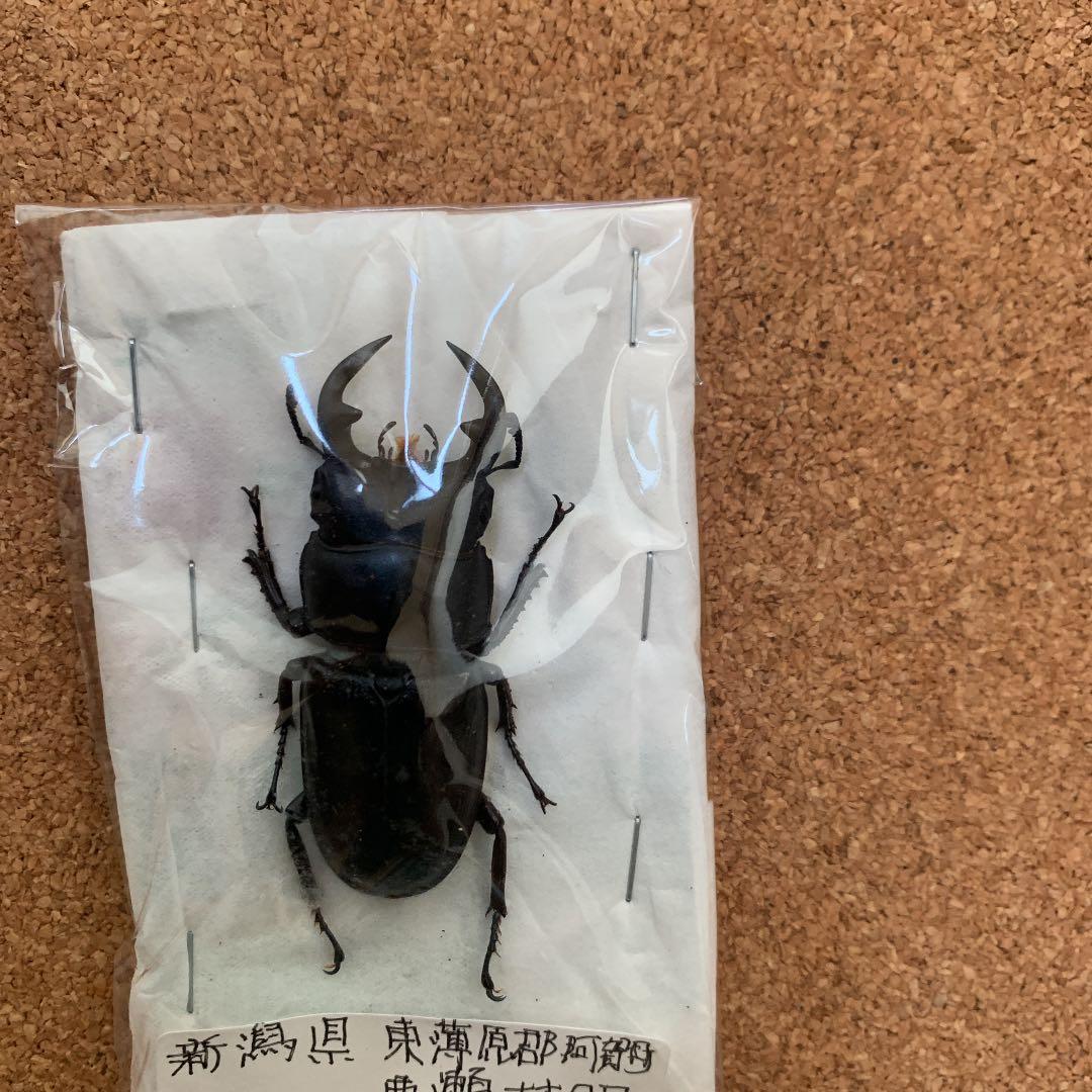 新潟県加瀬野外オオクワガタ　灯火採集57ミリ