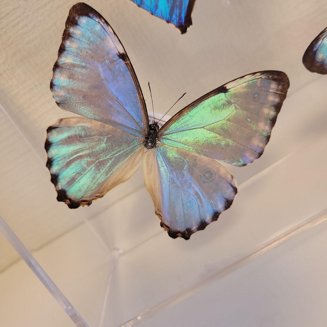 蝶の標本　モルフォの世界(特珍)