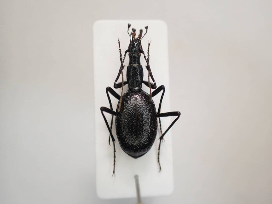 イタリアのセダカオサムシ