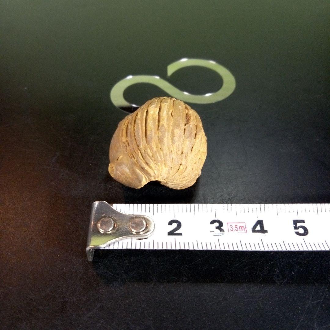 三葉虫　化石　fossil　ボリビア産　trilobite　海生動物個体③