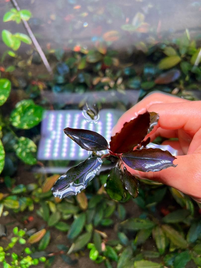水草 Bucephalandra sp. Galaxy Purple