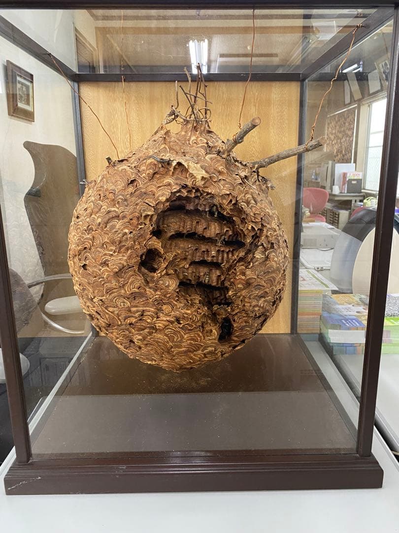 大スズメ蜂の巣