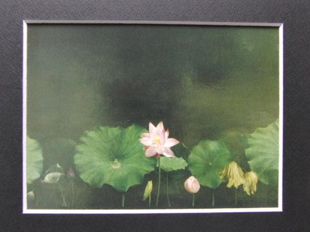 塩崎敬子、【コンポジション　蓮　I】、希少な額装用画集より、新品額装付