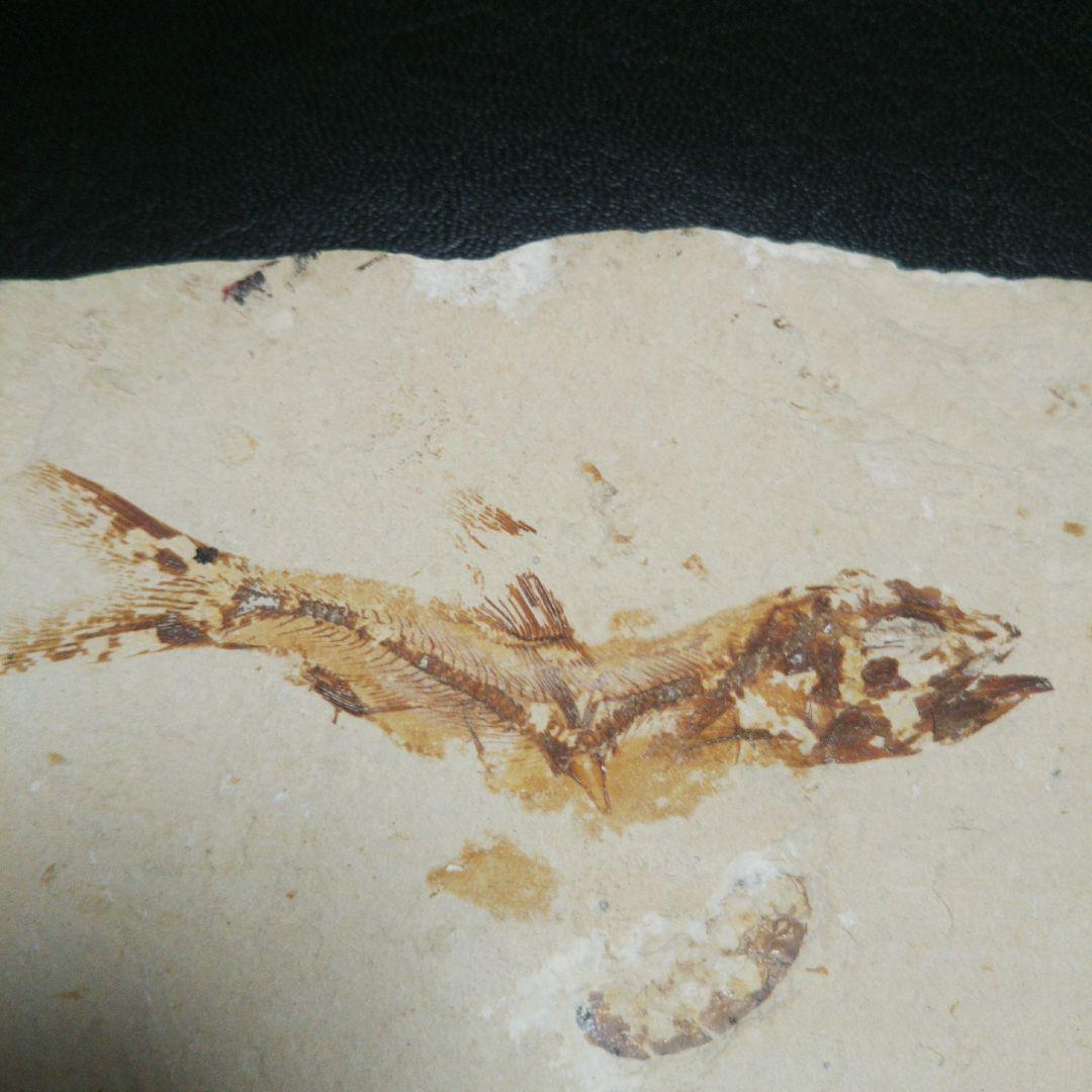 魚 化石 レリーフ 裏接着剤後あり