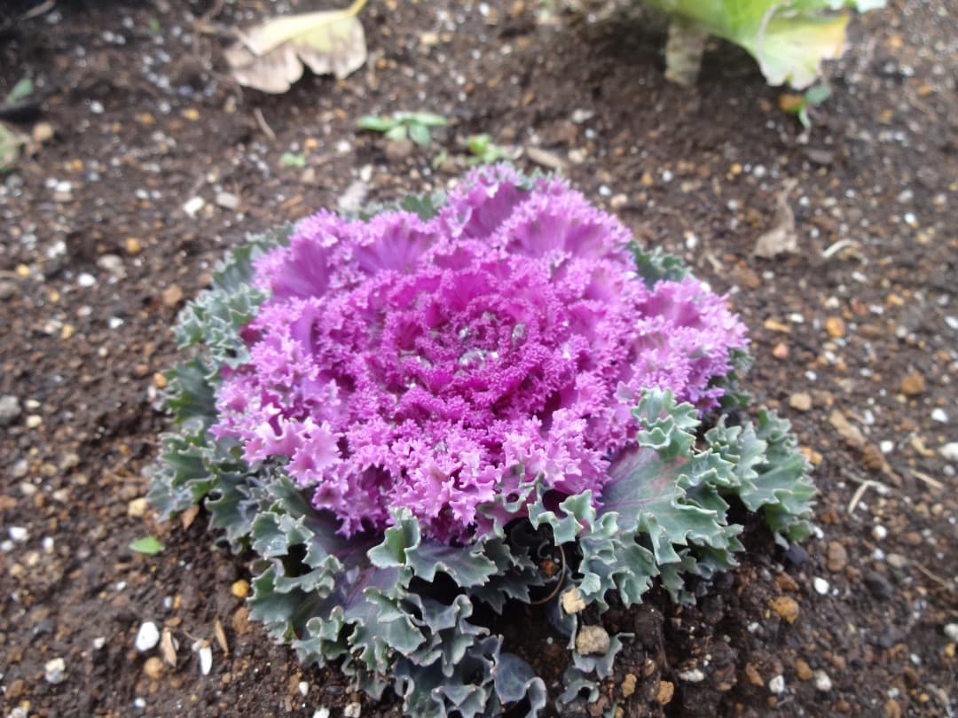 追加有⭕️【動作確認済】SONY Cyber-shot DSC-WX200