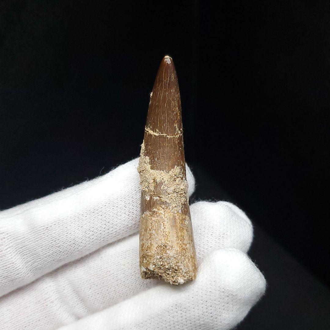 プレシオサウルス 化石 歯 本物 モロッコ産 48mm ケース付 pr112