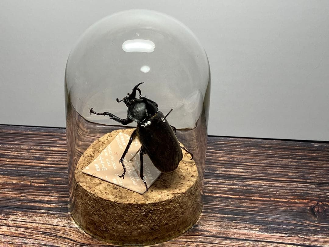 【Glass Beetleヤマトカブトムシ標本 GB-001】