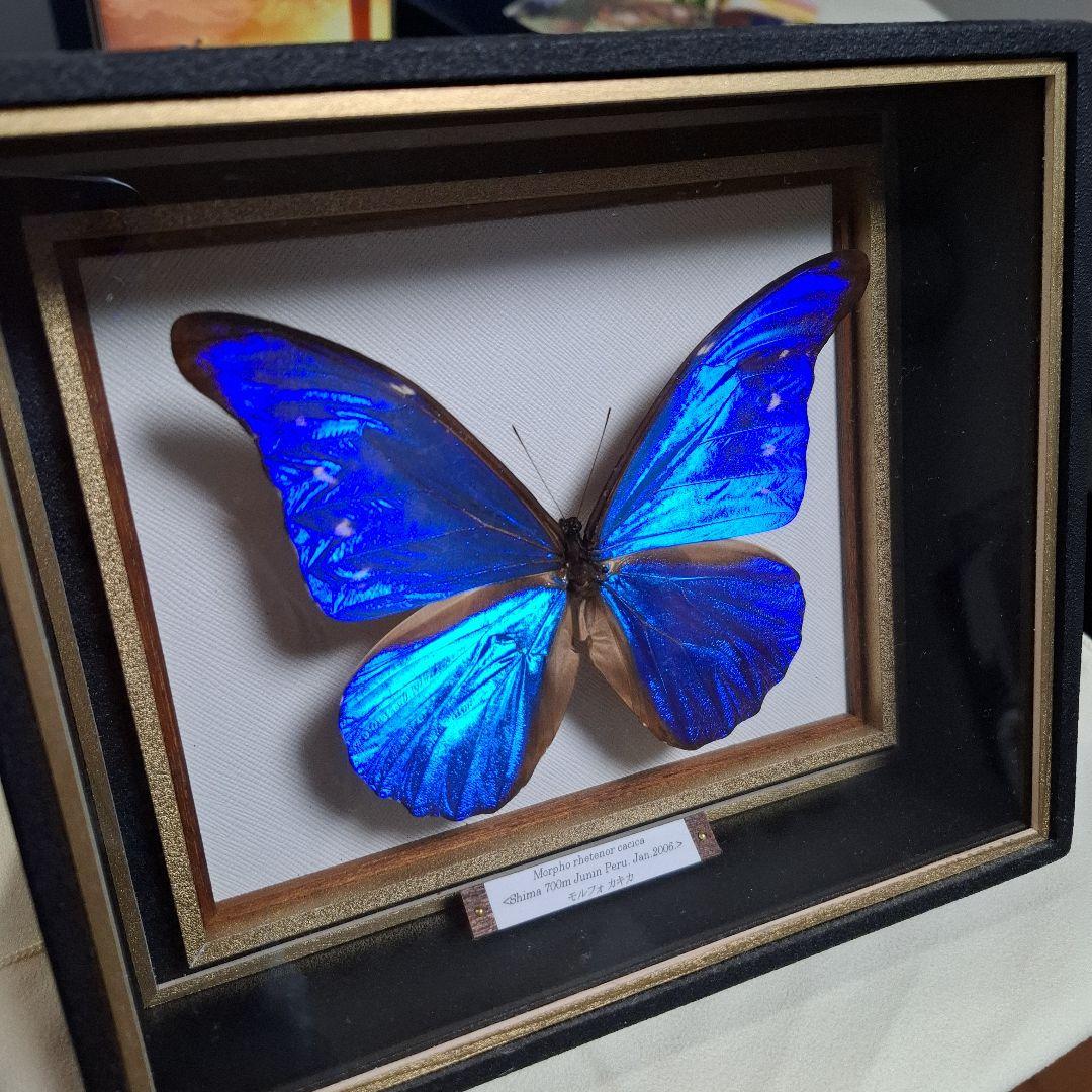 カキカモルフォ　標本　専門的な箱