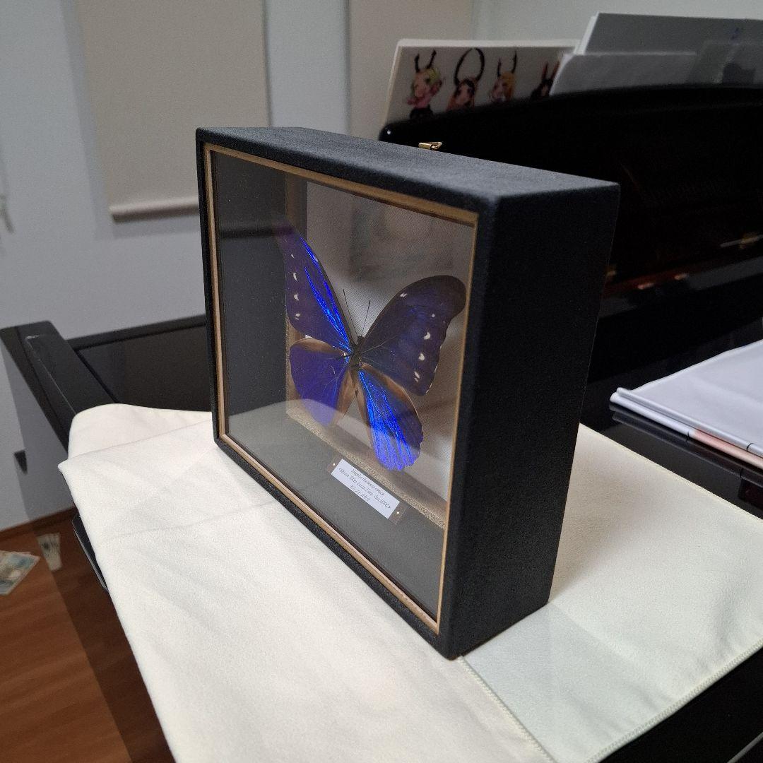 カキカモルフォ　標本　専門的な箱