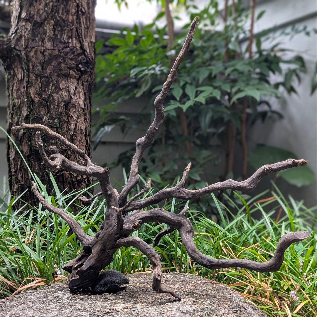 ブラックスマトラブランチ【BSB098】アクアリウム まとめ買い対応可 水槽