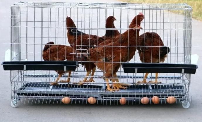 大型鳥かご　烏骨鶏　鶏　バードケージ　鳥籠