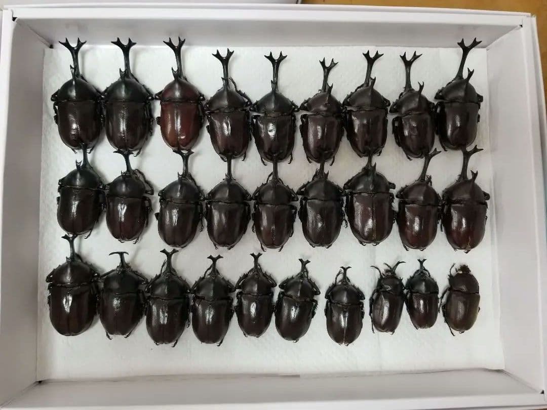 標本　カブトムシ　A~A\"品 ♂️52♀️1